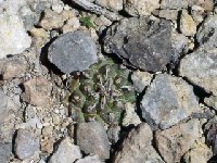 Turbinicarpus bonatzii, Presa de Guadalupe, SLP, Mexico ©JL.jpg